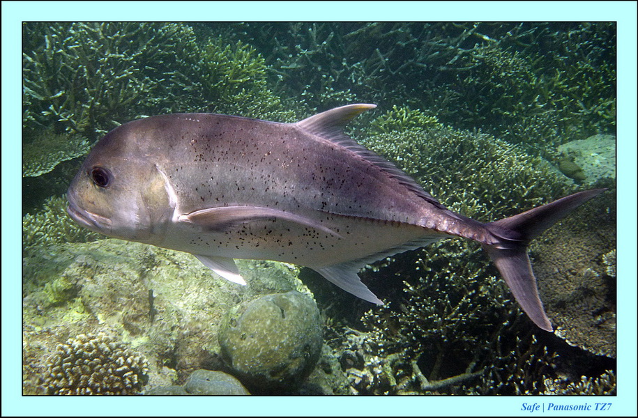 2011 - 08 - Borneo - Sipadan 052